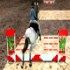 Horse jumping 3d